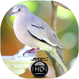 Canto de Rolinha Picui biểu tượng