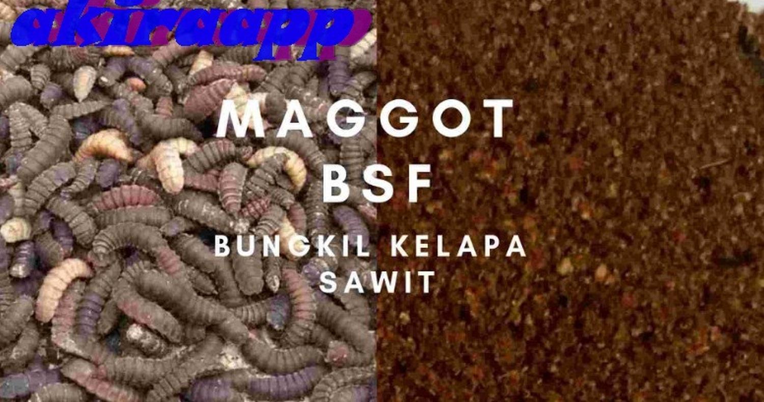 Maggot перевод Maggot перевод