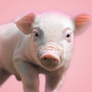 Звуки свиньи APK