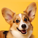 Woof Woof AZ APK