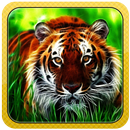 APK Wild Tiger 3D