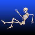 Skeletal System