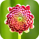 Macro Flower Wallpaper APK