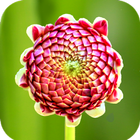 Macro Flower Wallpaper icon