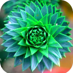 Macro Wallpaper HD APK 下載