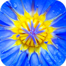 Macro Wallpaper HD APK