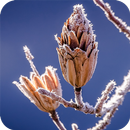 Macro Wallpaper APK
