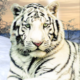 Wild White Tiger: Jungle Hunt 2021 icono