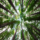 Ekologi Hutan APK
