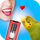 Bird Translator Simulator APK