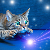 Cat Laser - Game for Cats