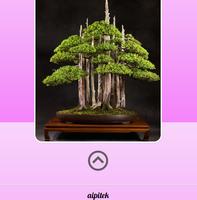 2 Schermata Fare alberi bonsai
