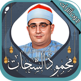محمود الشحات أنور biểu tượng