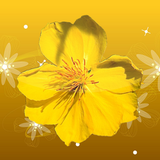 Mai Flower Live Wallpaper biểu tượng