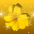 Mai Flower Live Wallpaper ikon