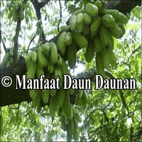 Manfaat Daun Daunan اسکرین شاٹ 3