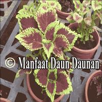 Manfaat Daun Daunan اسکرین شاٹ 1