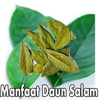 برنامه‌نما Manfaat Daun Salam عکس از صفحه