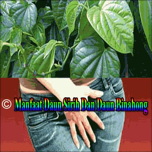 101 Gambar Air Rebusan Daun Sirih Terbaik 101 Gambar Air Rebusan Daun Sirih Terbaik