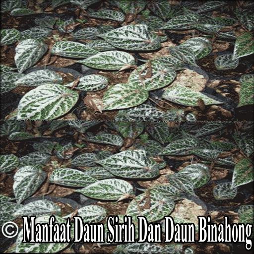 manfaat daun sirih merah untuk tipo de diabetes