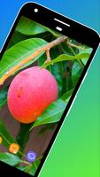 Mango Wallpaper ภาพหน้าจอ 1