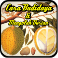 Budidaya Dan Mengolah Durian