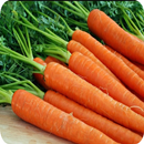 Carrot Cultivation APK