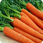 la culture de carottes icône