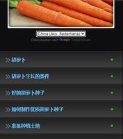 la culture de carottes Affiche