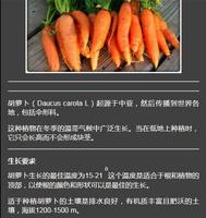 la culture de carottes capture d'écran 1