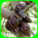 Cultivating Snail APK