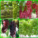 Grape Cultivation APK