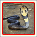 serpent dangereux APK