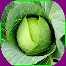 cabbage cultivation APK