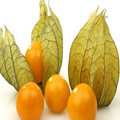 Goldberry محصولات زراعی به سرع