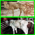 cow disease and how to treat i