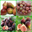 cultivation of figs complete