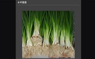 Successful cultivation of leek poster