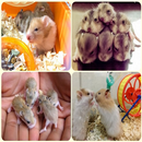 culture de complète de hamster APK