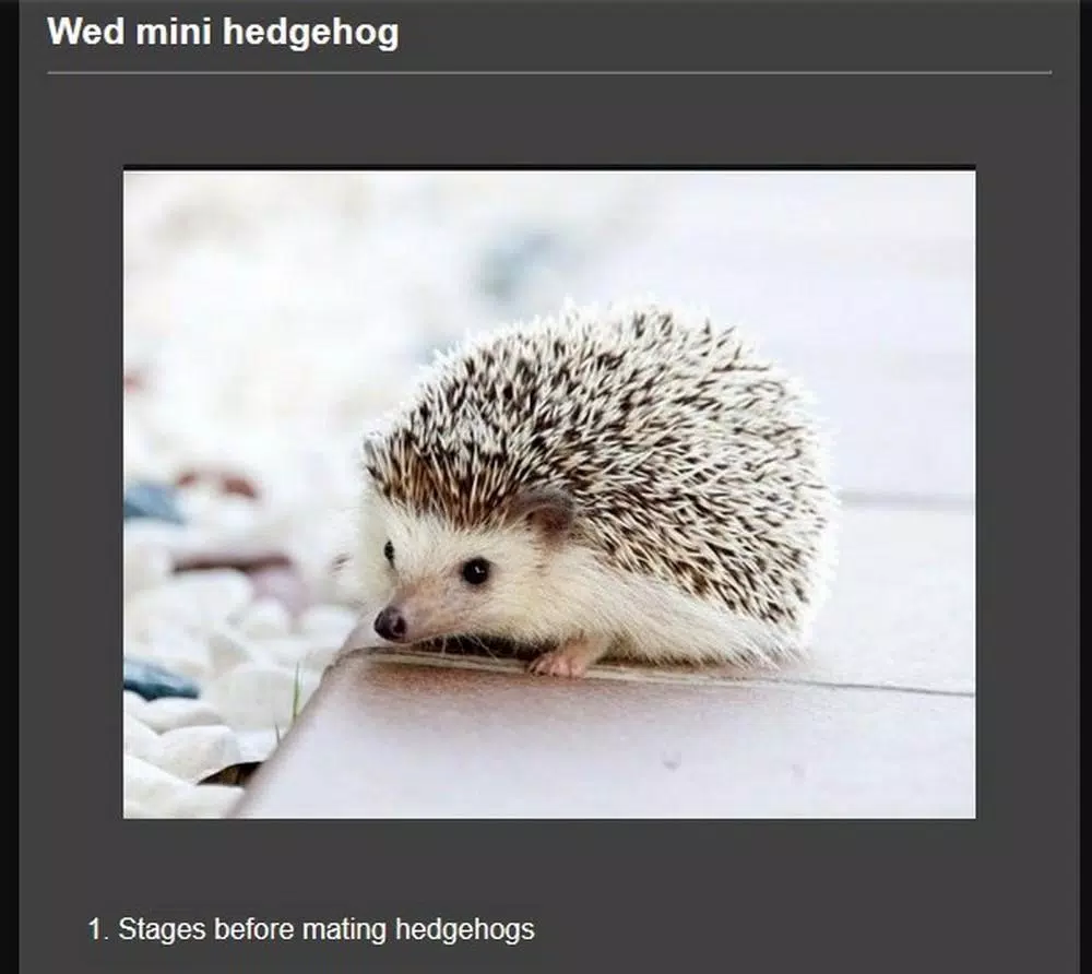 successful breed mini hedgehog APK for Android Download