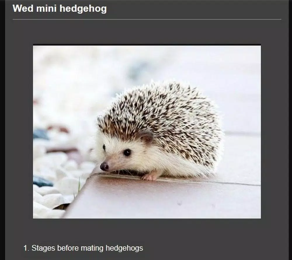 successful breed mini hedgehog APK for Android Download successful breed mini hedgehog APK for Android Download