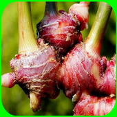 Red Ginger Cultivation For Android Apk Download