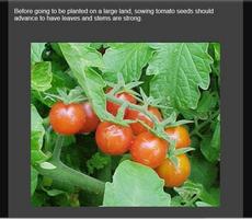 culture de la tomate avec succ capture d'écran 1