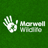 Marwell Zoo aplikacja