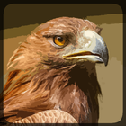 Eagle Hunting Journey أيقونة