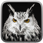 Owl Hunting Journey آئیکن