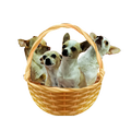 Doggy Catch