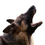 Dog Barking Sounds