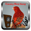 Canary Bird Song Canary Master Free Online