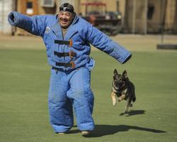 German Shepherd Training gönderen